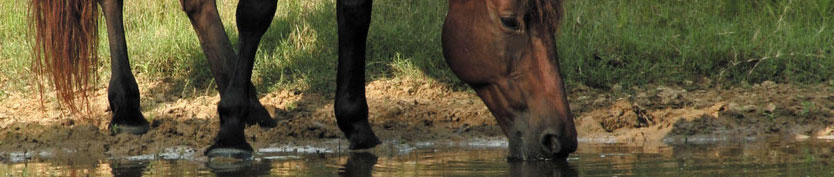 Pferd trinkt Wasser