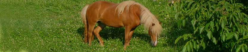 Leinöl für Pferde enthält hochwertige Omega-3-Fettsäuren. 