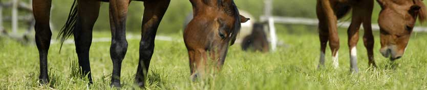 Das richtige Mineralfutter für Pferde hält den Stoffwechsel gesund!
