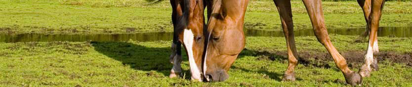 Verdauungsprobleme beim Pferd - Kotwasser, Durchfall und Koliken vorbeugen!